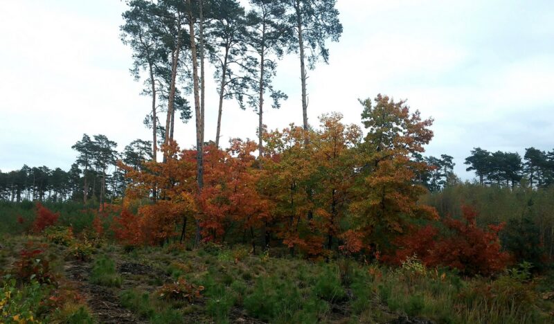 Ośrodek Wypoczynkowy Sówka