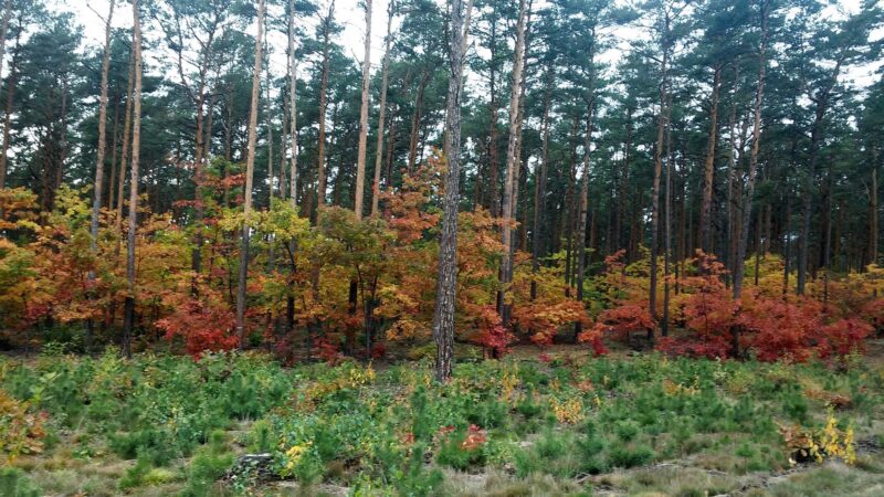 Ośrodek Wypoczynkowy Sówka