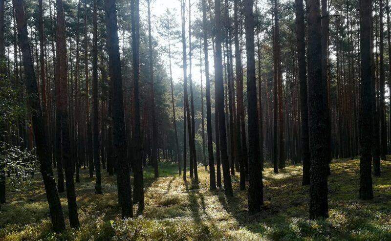 Ośrodek Wypoczynkowy Sówka